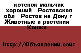 котенок мальчик хороший - Ростовская обл., Ростов-на-Дону г. Животные и растения » Кошки   